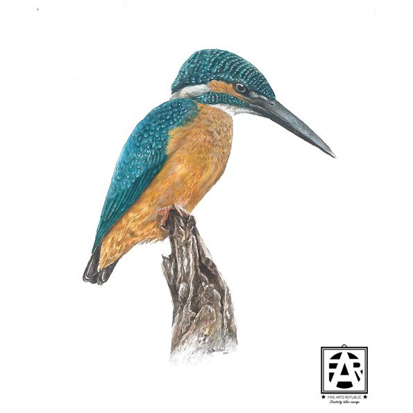 03-Kingfisher